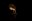 tanz_ist_the-swan_c_darko-todorovic_01.jpg