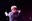 Oysterband 06