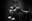 TigerLillies©LukasHaemmerle 10