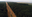 Die Rote Linie – Widerstand im Hambacher Forst